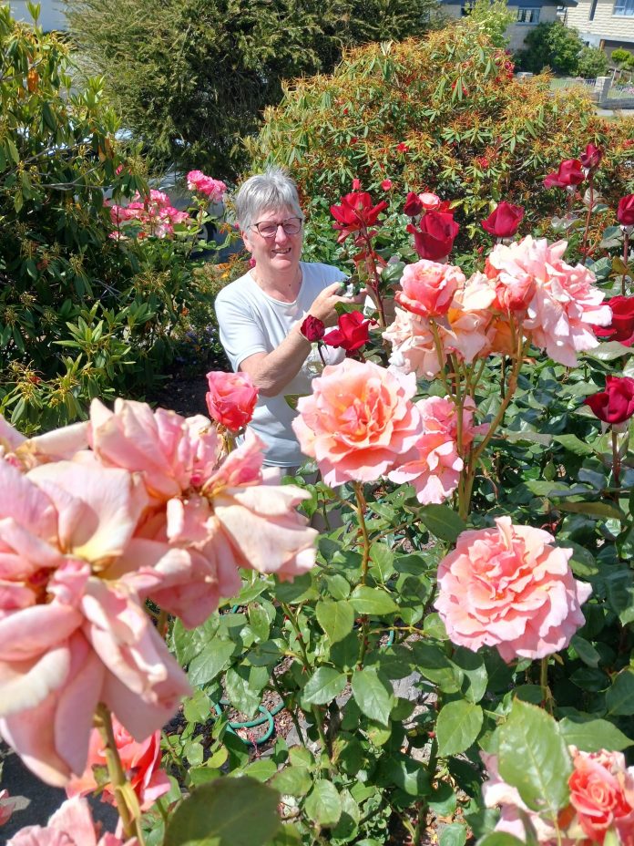 tc30roses
