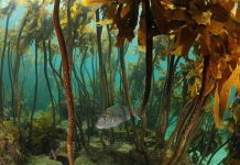 We all have a duty to protect ocean