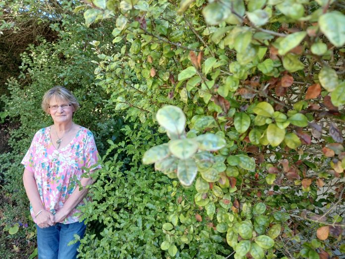 tc29judith