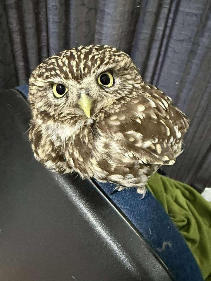 TC4owl2