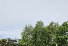 Memorial tree felled for safety, council says