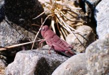 ‘Special’ pink grasshopper