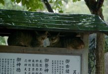 Society makes life easier for film-lovers